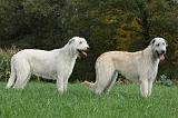 IRISH WOLFHOUND 043